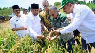 PTPN IV PalmCo Dorong Ketahanan Pangan Lewat Pola Tumpangsari Sawit–Padi