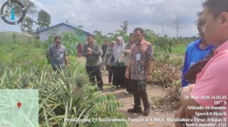 Direktur Hilirisasi Hortikultura Kementan RI Monitoring Bantuan dan Capaian LTT Padi di Batola