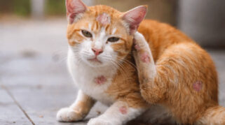 Penyebab dan Cara Atasi Jamur Pada Kucing