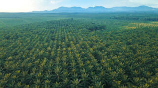 Gangguan Premanisme di Perkebunan Sawit Ancaman Nyata bagi Ketahanan Energi Nasional.