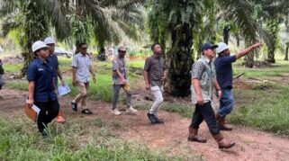 Holding Perkebunan Nusantara Perkuat Pengawasan Operasional, PTPN IV Regional VII Tingkatkan Produktivitas Kebun