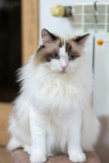 Mengenal Ragdoll Cat dan Pemeliharaan Bulunya