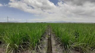 Holding Perkebunan Nusantara Dukung Ketahanan Pangan, PTPN I Masuk Bisnis Singkong dan Jagung