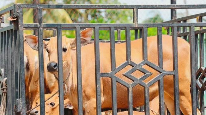 Holding Perkebunan Nusantara Tebar Manfaat Idul Adha, 1.713 Hewan Kurban PalmCo Disalurkan ke Berbagai Daerah