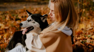 Sering Dianggap Mirip Serigala, Ini Fakta Menarik tentang Anjing Husky
