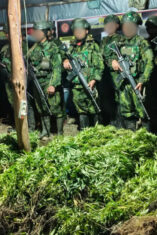 5.000 Batang Ganja Terungkap, TNI Habema Gagalkan Peredaran Narkotika