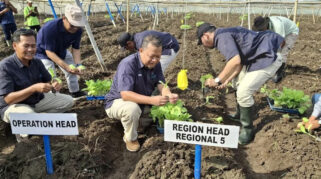 Holding Perkebunan Nusantara Perkuat Hilirisasi, PTPN I (Persero) Bidik Pasar Eropa melalui Cerutu Premium Jember
