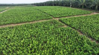 Holding Perkebunan Nusantara melalui PTPN IV PalmCo Akselerasi Peremajaan Sawit Petani di Riau Perkuat Implementasi Program B50
