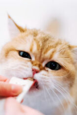 Vitamin Kucing untuk Menjaga Kesehatan Kulit dan Bulu