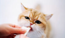 Vitamin Kucing untuk Menjaga Kesehatan Kulit dan Bulu