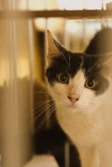 Panduan Membersihkan Kandang Kucing Dengan Benar