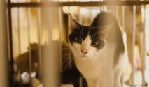 Panduan Membersihkan Kandang Kucing Dengan Benar