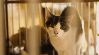 Panduan Membersihkan Kandang Kucing Dengan Benar